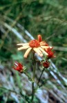 Senecio abrotanifolius