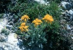 Senecio incanus