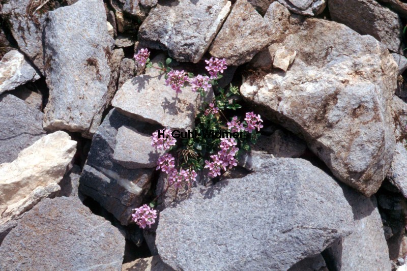 Thlaspi rotundifolium 02