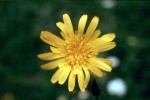 Tragopogon pratensis