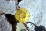 Tussilago farfara