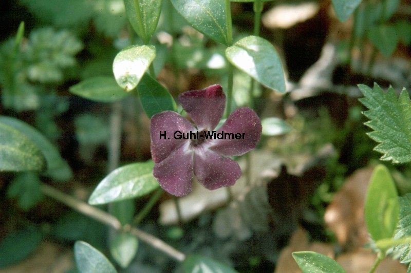 Vinca minor violett