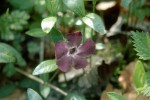 Vinca minor violett