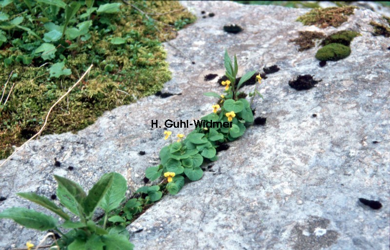 Viola biflora