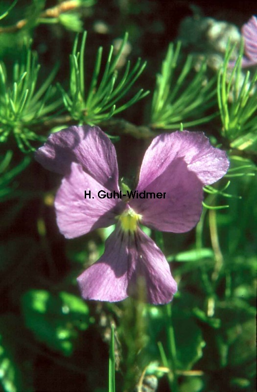 Viola calcarata